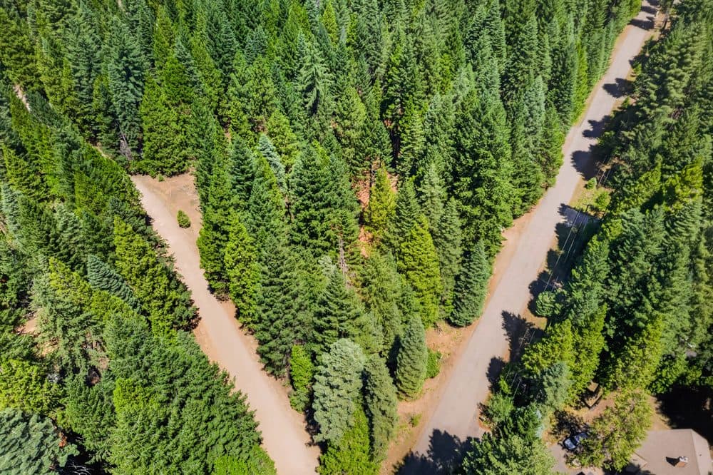 Drone view of a private road cutting through dense forest